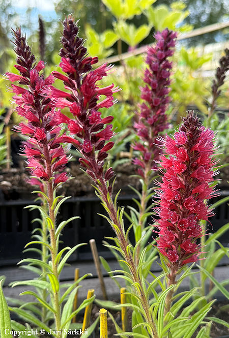 Echium russicum, soihtuneidonkieli